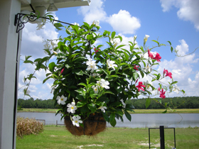 Click to View Larger Image