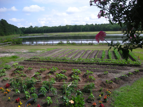 Click to View Larger Image